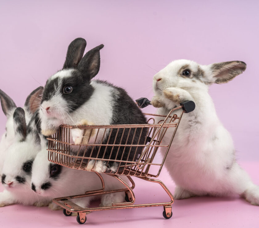 bunny Easter fluffy baby rabbit or new born rabbit. baby cute ra